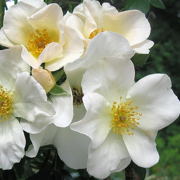 Heirloom Roses Rose Bush - Sally Holmes White Shrub Rose Plant
