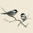 thumbnail image 3 of CafePress - Chickadee Song Bird T Shirt - Light T-Shirt - CP, 3 of 4