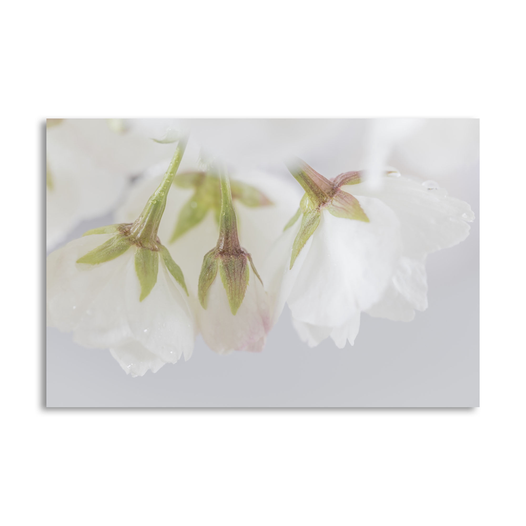 Gango Home Decor Contemporary White Cherry Blossoms III by Kathy Mahan ...