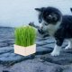 thumbnail image 1 of HONMEET Beige Soilless Cat Grass Planting Box with Water Storage and Easy Removal Feature, 1 of 6