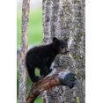 thumbnail image 2 of Archer, Ken 17x24 White Modern Wood Framed Museum Art Print Titled - Black Bear Cub, 2 of 4