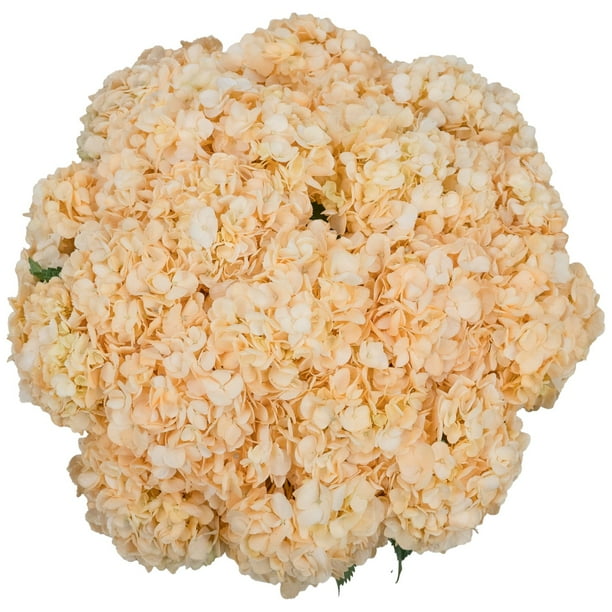 ☆hydrangea☆さま 専用です Member's Mark Color Enhanced Hydrangeas, 20 stems (choose