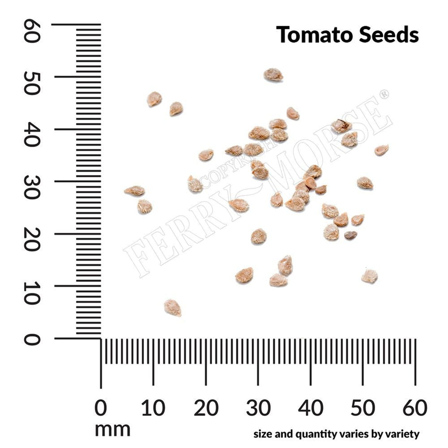 Ferry-Morse Online Edition Tomato Supersweet 100 Hybrid Seeds - 8 Pack