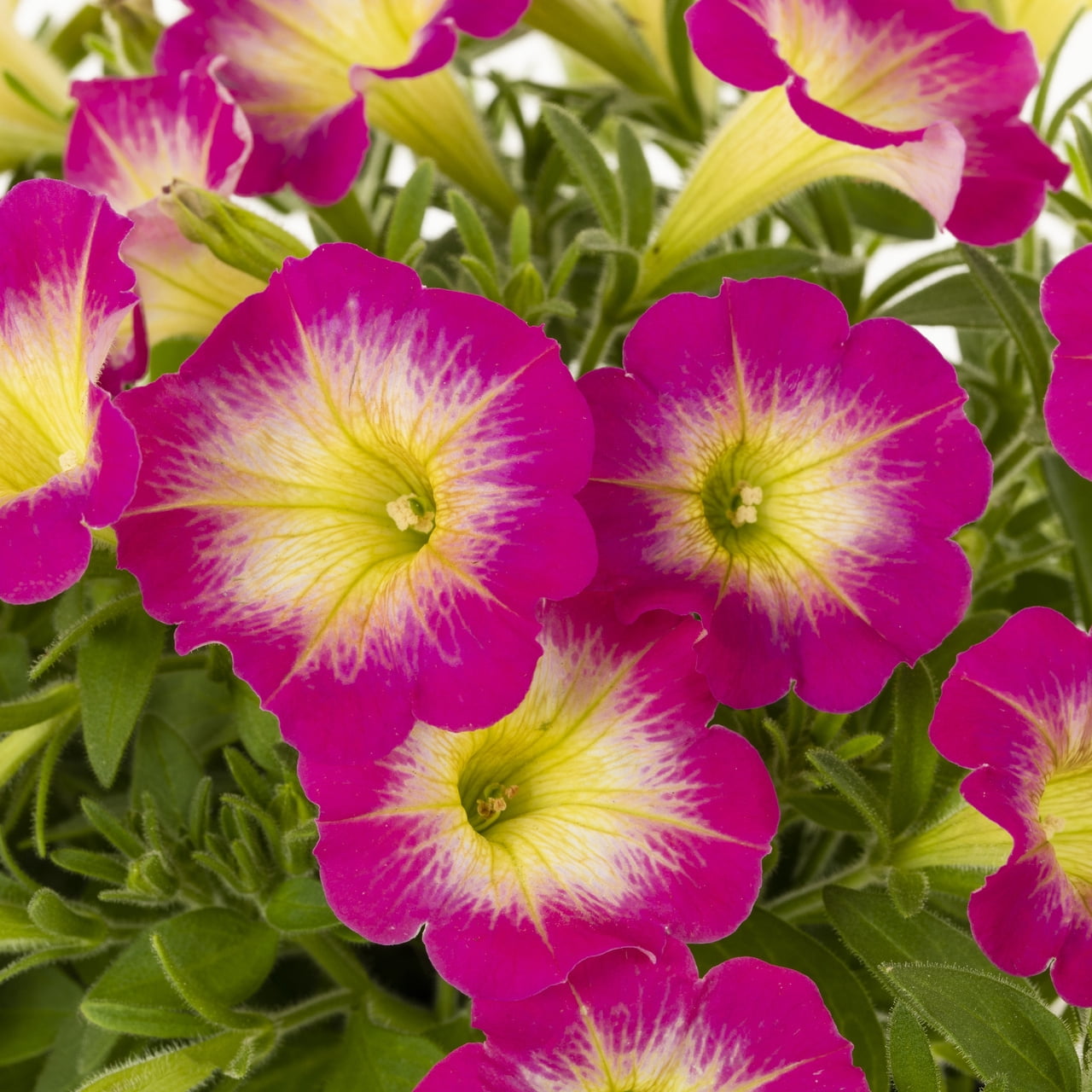 Proven Winners 1.5PT Multicolor Petunia Live Annual Plant Sun 5-Pack