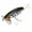 Coach, variant on Arbogast G600-05 Jitterbug Topwater Lure, 2 1/2", 3/8 oz, Perch