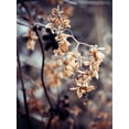 thumbnail image 2 of Incado 25x32 White Modern Wood Framed Museum Art Print Titled - Autumn II, 2 of 4