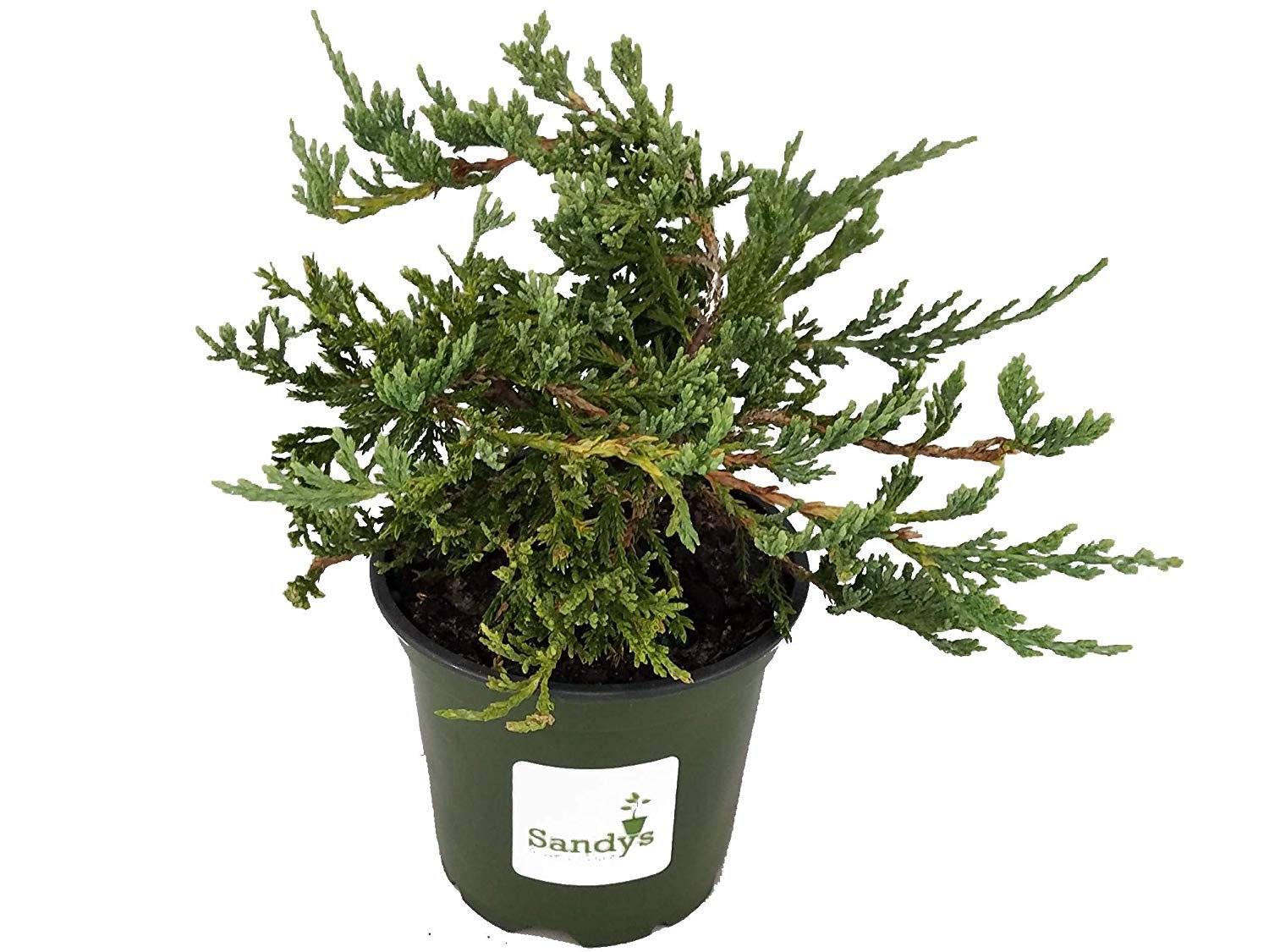 Juniper Blue Rug, Wilton Ground Cover, 4 Inch Pots, Lot of 15 Walmart