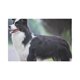 thumbnail image 2 of ABPHQTO Wall Art Perro Colgando Tapiz de Pared 150x225 cm, 2 of 3