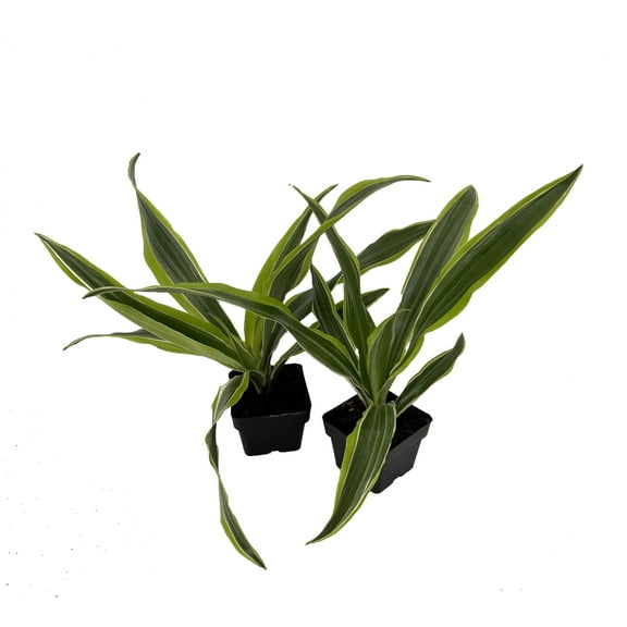Gold Star Madagascar Dragon Tree - Dracaena - Easy House Plant - 2 pack 3" Pots