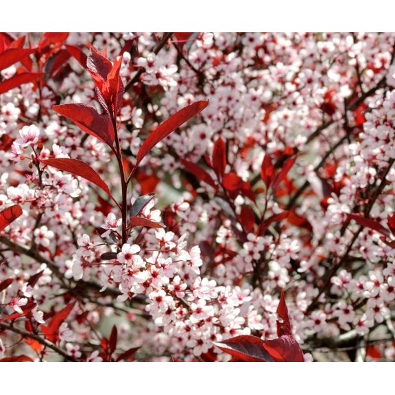 Green River 5 Western Sand Cherry Tree Seeds - Fragrant White Blossoms for Early Spring Gardening & Ornamental Landscaping