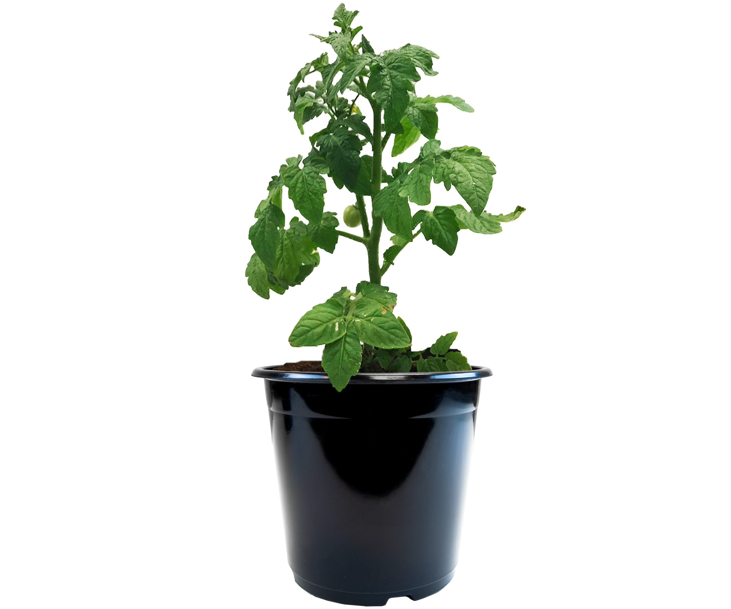 Viagrow Plastic Planter BPA Free Nursery Pots, 24 Pack, 1 Gallon, Black