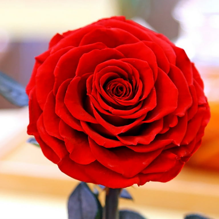 Dainzusyful Gifts For Mom Forever Rose Valentines Rose Gift For