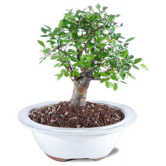 From You Flowers - Green Chinese Elm Potted Bonsai Plant with Free Pot (Fresh Plant)