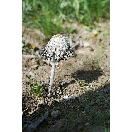 L N Stick Poster Of Plant Mushroom Flora Poisonous 24x16 L N Stick Poster Of Plant Mushroom Flora Poisonous 24x16 Adhesive Sticker Print