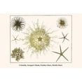 thumbnail image 1 of Crinoids, Gorgon's Head, Feather Stars, Brittle Stars-Fine Art Canvas Print (20" x 30"), 1 of 1