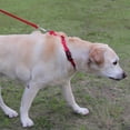 thumbnail image 4 of HAHDAXIA Martingale Collar for Dogs with Quick Release Buckle,Reflective Heavy Duty Puppy Collar for Safety,Adjustable Dog Nylon Collars for Small Medium Large, Breed Dogs Walking Training,Re, 4 of 7