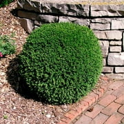 Brighter Blooms - Wintergreen Boxwood Shrub, 3 gal - No Shipping to AK, AZ, HI, OR, PA, TN