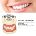 thumbnail image 4 of Modelo Dental Dental Estándar, Demostración Portátil Modelo de Resina DP Marco de Mandíbula DP Simulado Para Aprender para El Estudiantte, 4 of 7