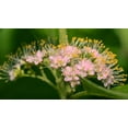thumbnail image 6 of 40 American PURPLE BEAUTYBERRY Shrub Flower Callicarpa Americana Seeds, 6 of 11