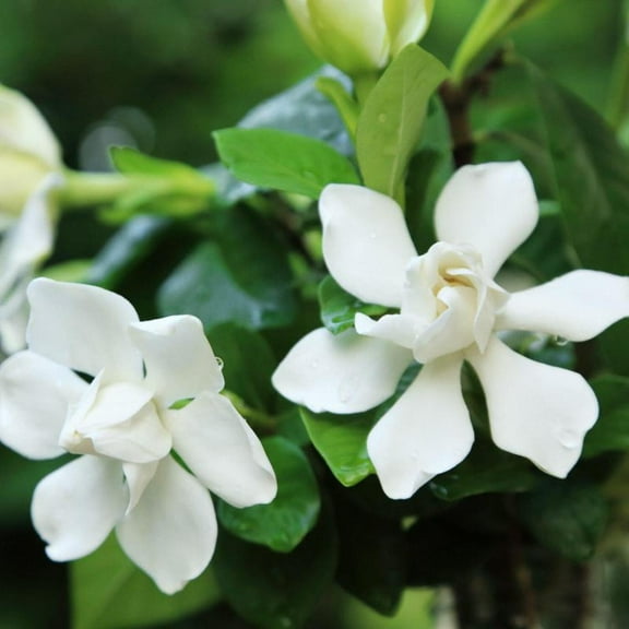 Miniature Gardenia - Gardenia jasminoides 'Radicans'