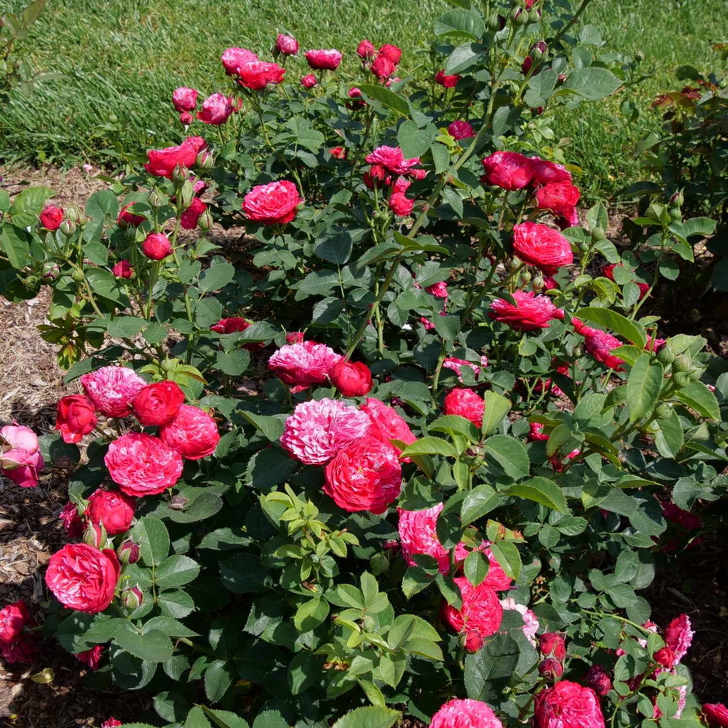 Proven Winners ColorChoice 5" Multicolor Oso Easy Red Stripe Landscape Rose Live Plant in 4.5" Pot (4 Count)