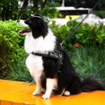 thumbnail image 2 of Chien de Compagnie Réglable Sans Harnais de Traction Collier Réfléchissant Gilet Chien Fournitures, 2 of 8
