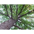 Overcup Oak Tree Live Seedlings Quercus Lyrata Ideal for