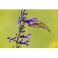 thumbnail image 2 of Day, Richard and Susan 32x23 White Modern Wood Framed Museum Art Print Titled - Ruby-throated hummingbird at black and blue salvia, 2 of 4