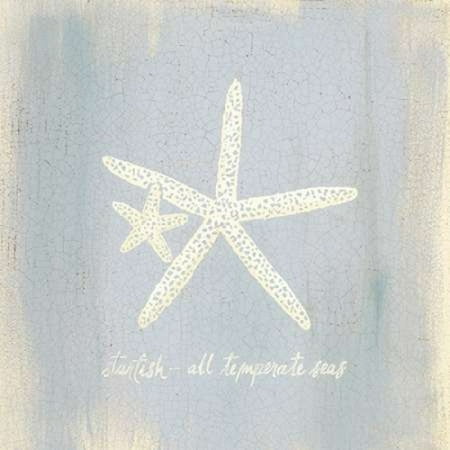 Imperial Starfish Canvas Art - Z Studio (24 x 24)