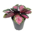 thumbnail image 3 of SUCCULENTS BOX 24" Calathea Rosy Roseopicta Live Plants in 4" Plastic Pots, Stunning Foliage, 3 of 5