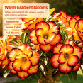 thumbnail image 5 of Desert Rose, Shade Plant for Gardens-Easy Grow-Low Maintenance-Ideal for Beds Borders, Plant Pots & Planters, 5 of 5