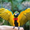 thumbnail image 4 of BRIGHTFUFU Reusable Bird Flight Diaper Suit for Pet Birds Black Bow, 4 of 7