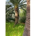 thumbnail image 2 of Crane, Rita 23x32 White Modern Wood Framed Museum Art Print Titled - Riviera Garden Palm II, 2 of 4