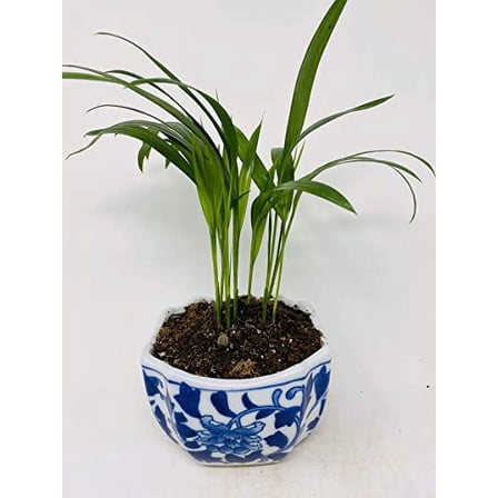 Areca Palm Dypsis lutescens Porcelaine Indented Corner Pot by JMBAMBOO