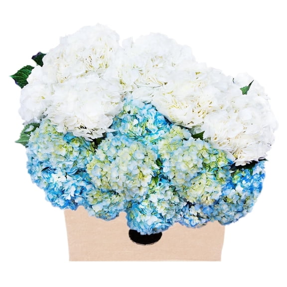 KaBloom : 30 Blue and White Assorted Hydrangeas Next-Day Delivery, Gift for Every Occasion.