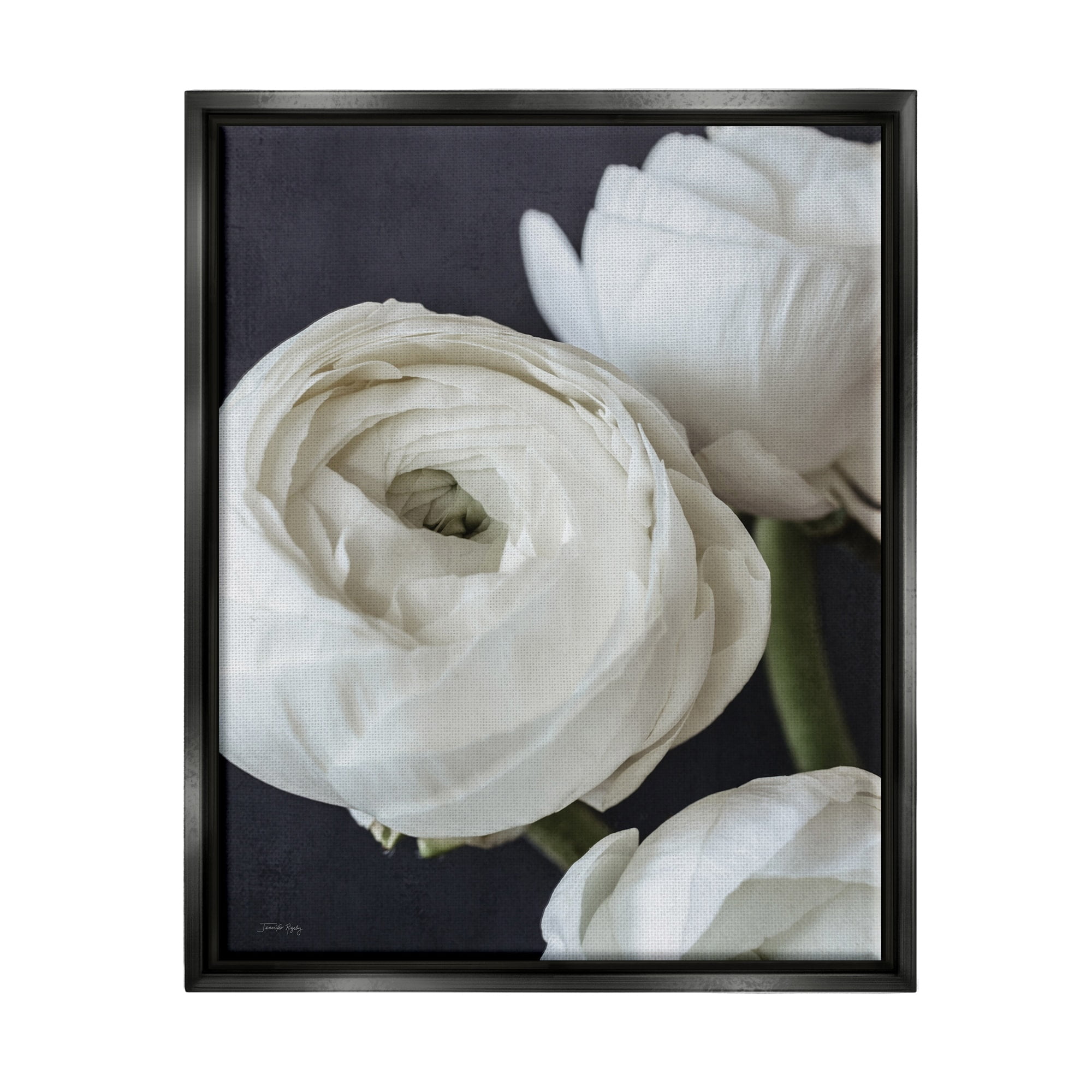 Stupell Industries Budding Ranunculus Flower Blooming Close Up Petals Photograph Jet Black Floating Framed Canvas Print Wall Art, Design by Jennifer Rigsby