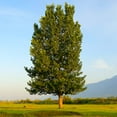thumbnail image 2 of Brighter Blooms - Superior Hybrid Poplar Tree, 5-6 ft. - No Shipping to AK, AZ, HI, OR, 2 of 5