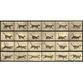 thumbnail image 2 of Muybridge, Eadweard J. 32x18 White Modern Wood Framed Museum Art Print Titled - Motion Study: Running Cat, 2 of 4