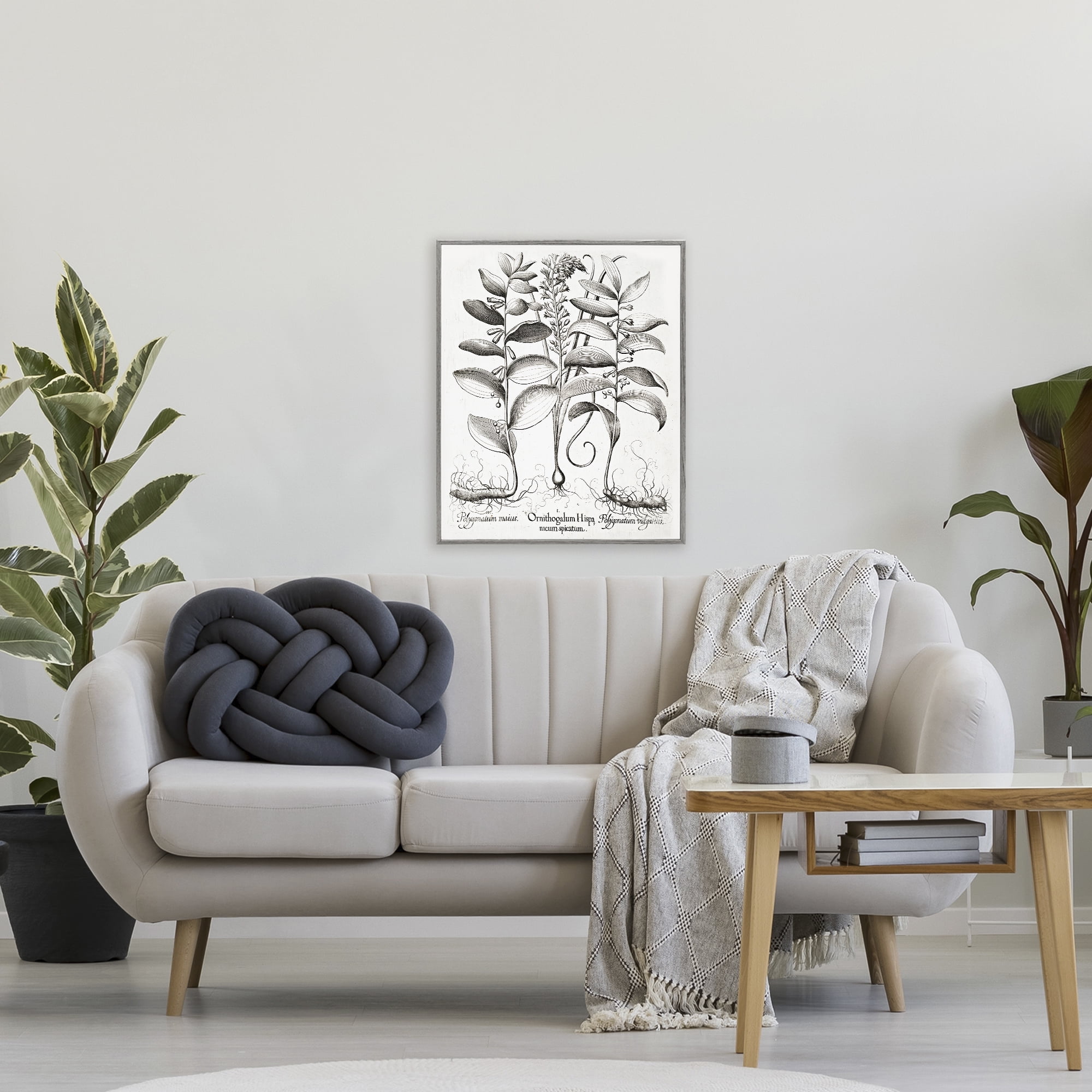 Vintage Botanical Root Study Gray Framed Giclee Art, design by Lettered and Lined