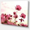 thumbnail image 2 of Cosmos Flowers Meadow At Sunset - Floral Canvas Art Print, 2 of 3