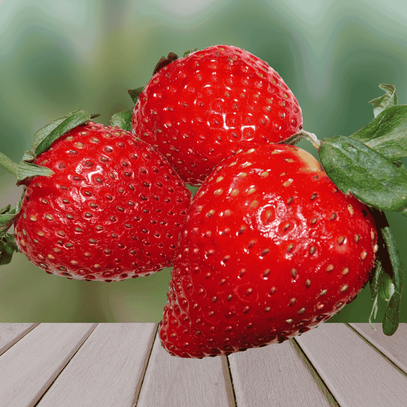 Dickens Strawberry Roots – Bare Root Plants | Large, Sweet June-Bearing Variety | Cold Hardy & High Yield | Non-GMO