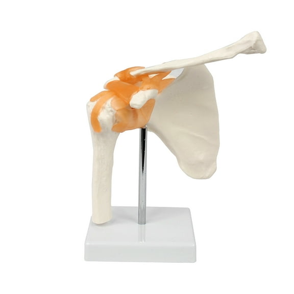 Functional joint human joint model teaching equipment, anatomical model human body model
