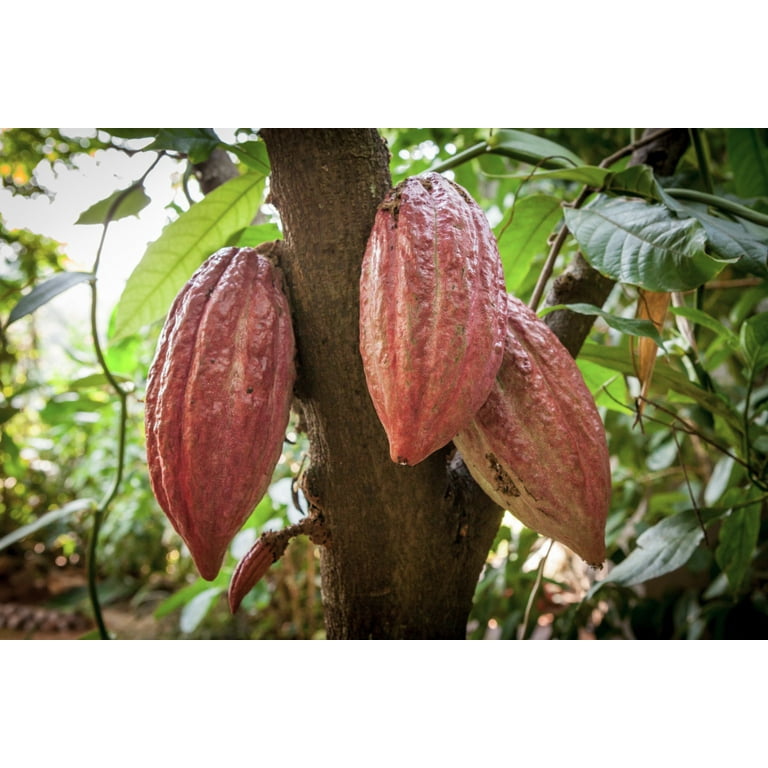 YOGINI FOOD 100 cacao 2週間分（レッスン前後の食事におススメ