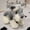 22cm, variant on Realistic Schnauzer Plush Toy Children's Playtime Companion Soft Stuffed Animal Doll Gift Wholesale Dog Figurine PP Cotton Filled,30cm,30cm