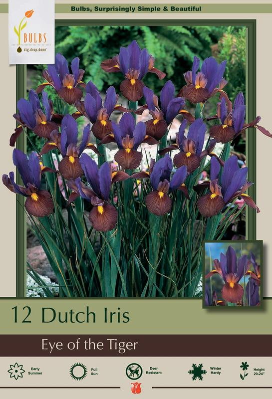 Eye of the Tiger Dutch Iris 12 Bulbs Multiply Rapidly 8/9 cm Bulbs