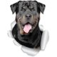 thumbnail image 1 of Smiling Rottweiler Dog Wall Decals - 2 Pack - Rottweiler Dog Toilet Sticker 3d Dog Car Window And Bumper Sticker, 1 of 5
