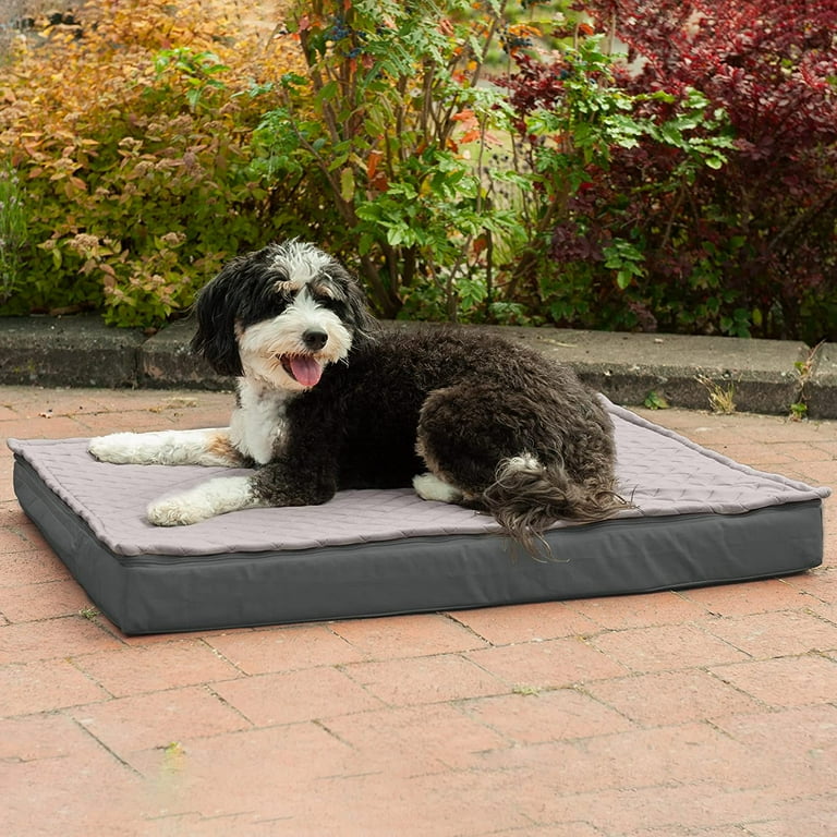 Orthopedic Dog Best Dog Bed For Bulldogs Orthopedic Dog Beds For