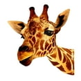 thumbnail image 5 of deevoka Animal Heads Art Sculpture Collectible Art Statue Rustic Wall Sculpture for Wall Giraffe, 5 of 9