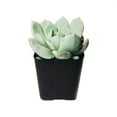 thumbnail image 5 of Graptoveria Moonglow (4"+ Clay Pot) - Tiny, Lovely, Easy to Care Succulent for Beginners - Live Succulent for Home Office, 5 of 8