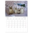 thumbnail image 6 of Colourpoint cats (Monthly Wall Calendar 2026 16.5 x 23.4 (open)), CALVENDO 14 Month Calendar, 6 of 9